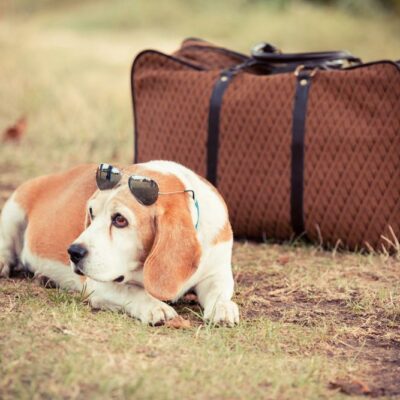 Important Things To Know About Air Travel With Pets