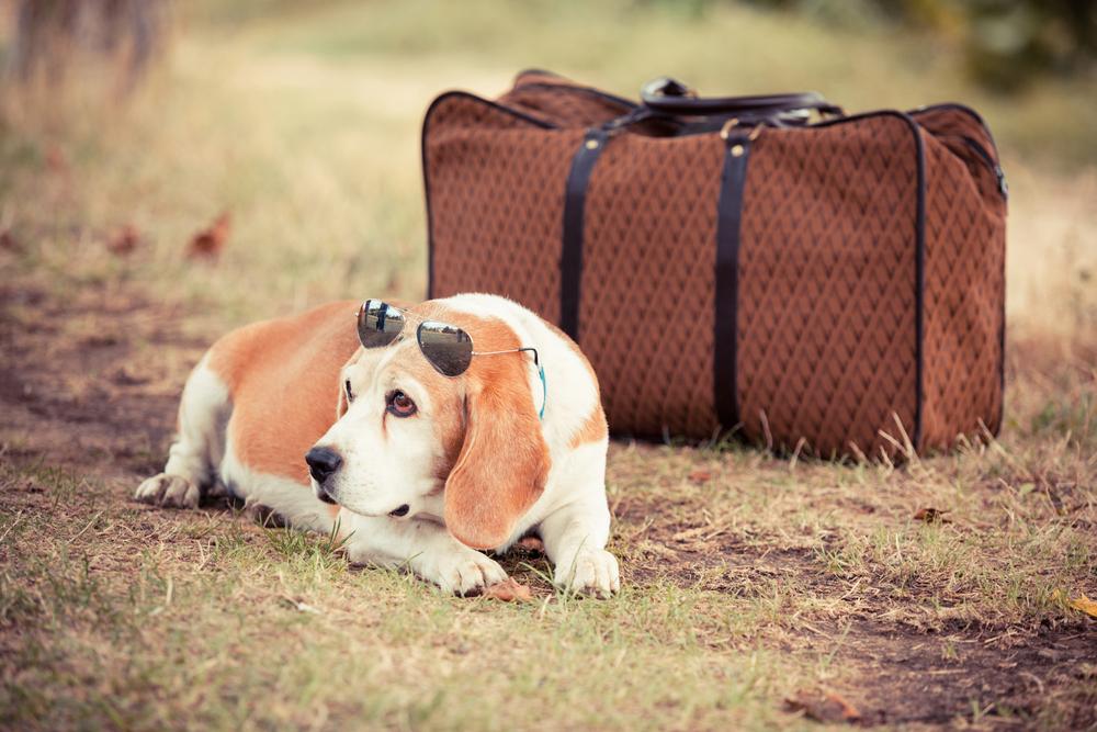 Important Things To Know About Air Travel With Pets