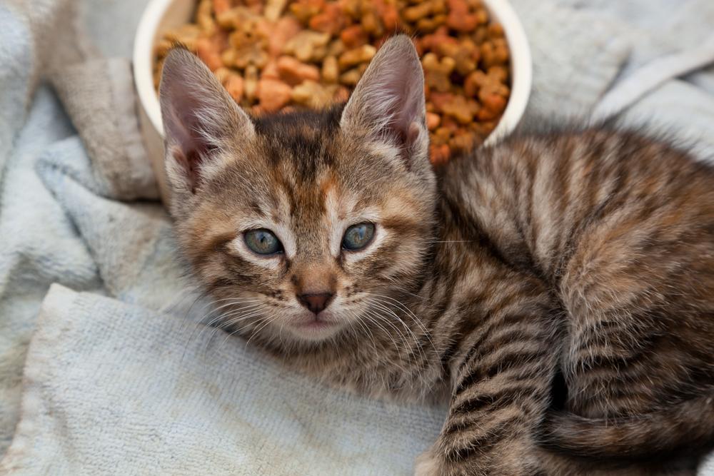 Top 4 Brands Of Feline Diabetic Food