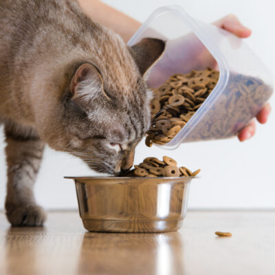 4 Healthy Cat Treats that You can Make at Home