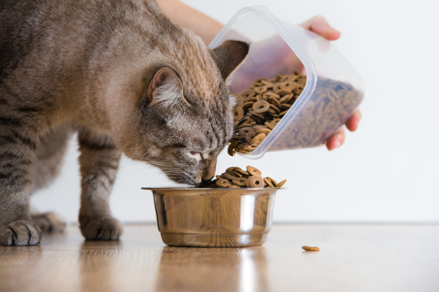 4 Healthy Cat Treats that You can Make at Home