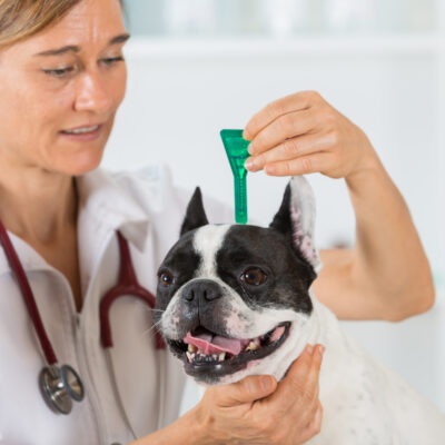 Dog Fleas and Ticks &#8211; All you Need to Know