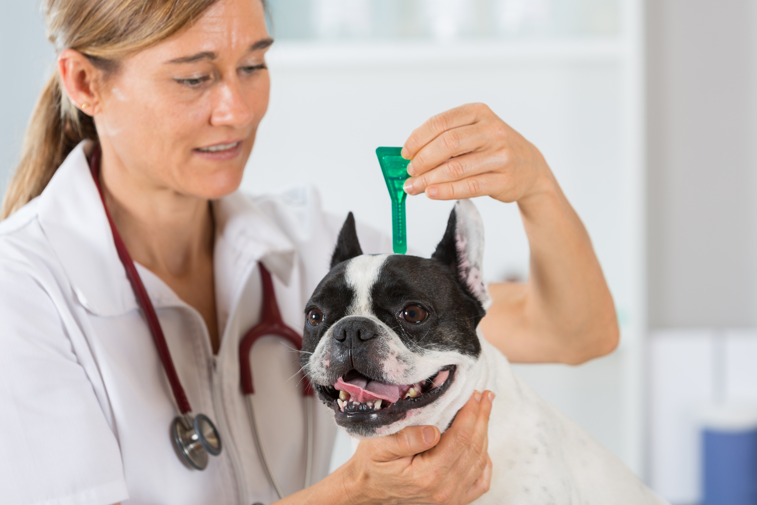 Dog Fleas and Ticks &#8211; All you Need to Know